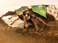 0.1.0 Brachypelma boehmei, 6 cm - Bremerhaven