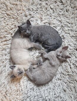 BKH Kitten - Weißenbrunn