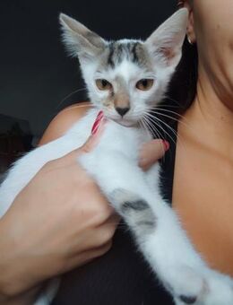 Orpheas aus dem Tierschutz - Grevenbroich