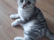 BKH Silver Tabby 4 Monate - Lage (Nordrhein-Westfalen)