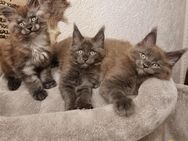 Meine Coon Kitten Babys x̌ - Gütersloh