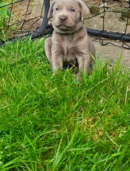 Labmaraner ( Labrador - Weimaraner ) Welpen - Willebadessen