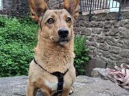 Zuhause gesucht! - Bürstadt