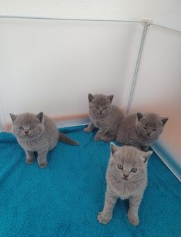 BKH Kitten - Nördlingen