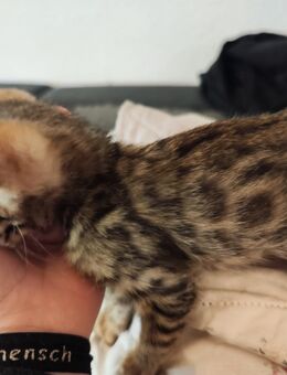Bengal kitten (Junge) - Beckdorf