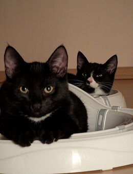 Zahme schwarz-weiße Kitten zu vermitteln - Stolzenau