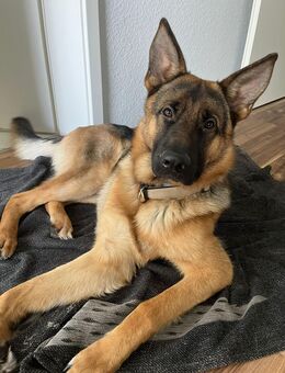 Ares sucht ein lievolles neues Zuhause - Frankfurt (Main)