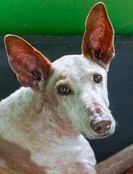 Peki - gehört noch nicht zum alten Eisen - Bochum