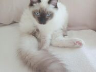 Ragdoll Kater - Zerbst (Anhalt)