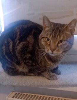 Glückskatze abzugeben - Seddiner See