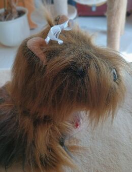 Yorkshire sucht ein Zuhause von hermann teddy - Herford (Hansestadt) Zentrum