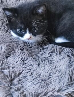 Zwei Katzen - Saarbrücken