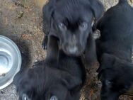 3 Labrador Welpen, schwarz und süß - Schwerin