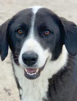 Arielle, geb. ca. 01/2023, Griechenland - Markdorf