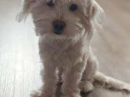 Malteser Hund - Mannheim