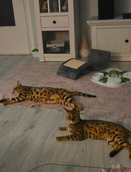 Bengalkatzen abzugeben - Wesseling