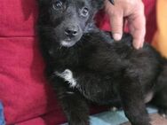 Zarte Ivy sucht Geborgenheit - Berlin