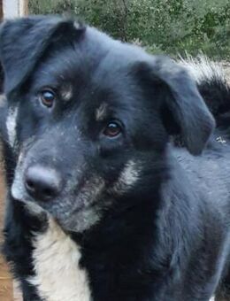 Schorschi 50 cm - Alpenrod