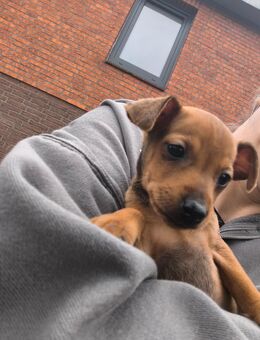 Reinrassige Zwergpinscher Welpen - Tensfeld