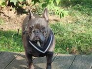 Französische Bulldogge, 5 Jahre - Kappeln (Schleswig-Holstein)