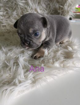 Französische Bulldogge Welpen - Gummersbach