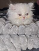 Persische Kater in 47804