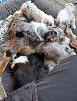 *Eleven Stars on 25* Aussi x Aussi/Border - Samern