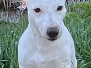 Welpen Jack Russell Terrier reinrassig - Erlangen