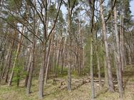 Wald zwischen Veitsaurach und Rudelsdorf zu verkaufen! - Kammerstein