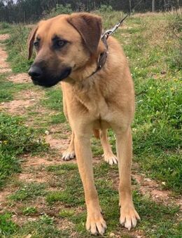 Lara sucht freies Körbchen - Untergruppenbach