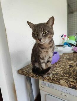 Zutrauliche Ariel - Eichenzell