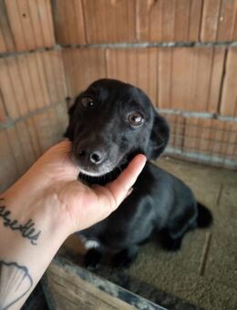 Fifi, wunderbarer Hundemann, 7J 49326 - Vaterstetten
