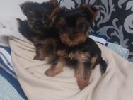 Yorkshire terrier mini - Eschweiler