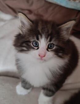 Norwegische Waldkatzen Kitten - Regenstauf