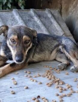 Vicky - 38 cm, liebevoll, zart - Weilheim (Oberbayern)