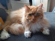 Maine Coon Kater abzugeben - Friedenweiler