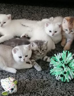 Reinrassige BKH Kitten.Abholbereit. - Geislingen (Steige)