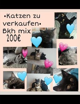 Bkh mix kitten - Heusweiler