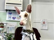 Lustiger Podenco sucht Pflegestelle - Hamburg