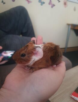 Zahme meerschweinchen abzugeben - Esslingen (Neckar)