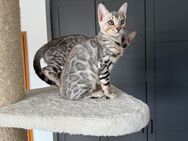 Reinrassige Bengal Kitten mit Stammbaum in der Farbe Silber / Silver (auszugsbereit) - Edermünde