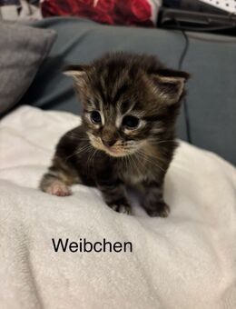 3 XXL Maine Coon - Wartmannsroth