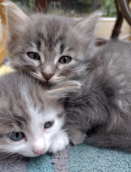 Katzenbabies Kitten Baby Katzen ab Ende Nov. abzugeben - München Thalkirchen-Obersendling