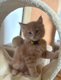 Bezaubernde reinrassige Maine Coon Kitten - Wermelskirchen Zentrum