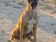 Tyson ein taffer Kerl Ho - Ludwigshafen (Rhein)