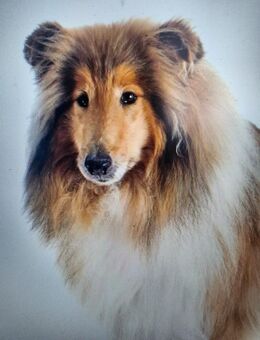 Suche Collie sable white englische Linie - Ingolstadt