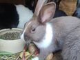 Kaninchen in 06347