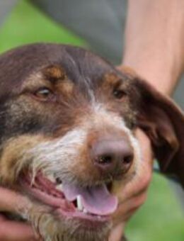 Frieda - zutraulich u. sehr verspielt - Lohra