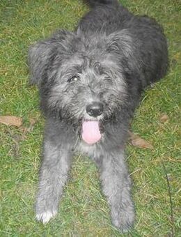 kuschelige AMANI - Mamming