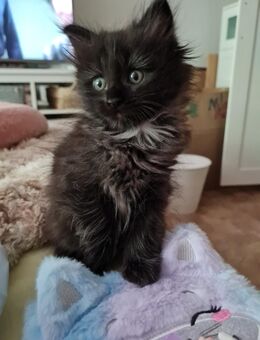 Reinrassige Maine Coon Kitten suchen Zuhause - Meinerzhagen